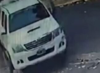 Lomas de Zamora: buscan dar con un desalmado que atropelló a una perrita y la dejó morir