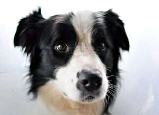 Milei dio el visto bueno y comienza en Diputados el tratamiento de la «Ley Conan» contra el maltrato animal