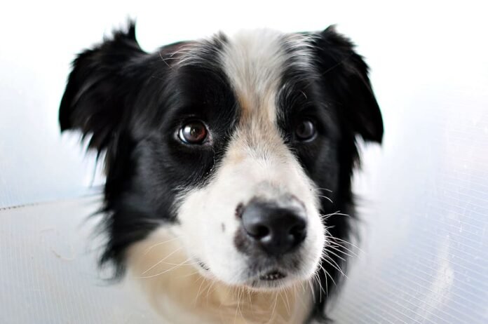 australian-sheepdog-portrait-close-up-head