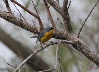 Cierran el mes del ambiente con un dato revelador: en Brown vive el 10 por ciento de las especies de aves del país