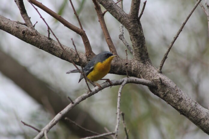 aves6
