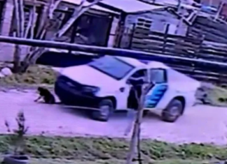 Alejandro Korn: patrullero a baja velocidad arrolló a un perrito que descansaba sobre la calle e inician sumario a los efectivos