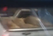 En la Laguna de San Vicente: cazadores furtivos mataron y se llevaron carpinchos