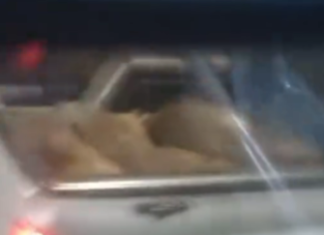 En la Laguna de San Vicente: cazadores furtivos mataron y se llevaron carpinchos