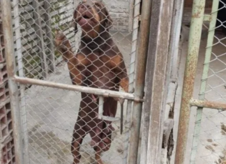 Allanamientos en Longchamps, Quilmes y Ezeiza, entre otras localidades para dar con red que vendía de contrabando perros de raza para competencias internacionales