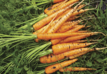 Zanahorias: producirlas en el AMBA y con buenos rindes, es posible