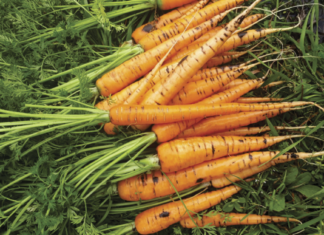 Zanahorias: producirlas en el AMBA y con buenos rindes, es posible