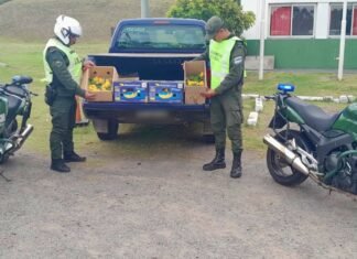 Peaje Dock Sud: Gendarmes rescatan 94 ejemplares de cotorras en un control vial