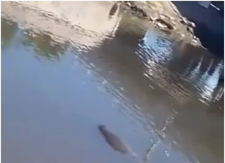¡Apareció un lobito marino en un arroyo de La Plata!