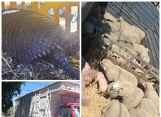 Lanús: rescatan animales que se encontraban ilegalmente en la caja de un camión