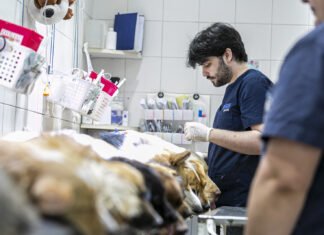 Almirante Brown: 🐕🦮🐕🦺🐩🐈🐈⬛ en diciembre, Zoonosis continúa extendiendo los operativos descentralizados de castración