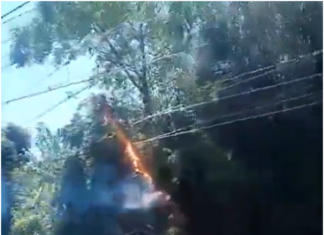 Inconvenientes en Temperley: por fuego en árbol muy cerca del tendido eléctrico, las líneas del Tren Roca están interrumpidas y con servicios limitados