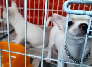 En Pompeya: rescataron a más de 150 animales en la feria por maltrato y comercio ilegal