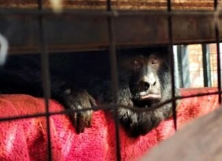 Alejandro Korn: rescatan a dos monos carayá de su cautiverio ilegal