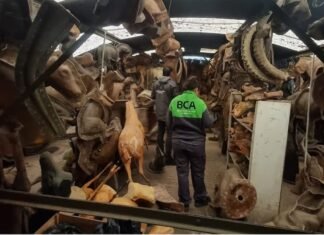 Operativo ambiental en Berazategui: desarticulan taller clandestino de taxidermia