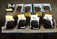 INTA: Procesan muestras de suelo para analizar su calidad