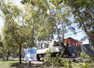 Lanzaron una guía para la poda del arbolado público en Almirante Brown