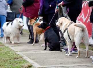 Hoy lunes 12 llega el primer «Punto Fijo de Castración» de Zoonosis de Brown