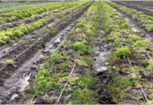 Lluvias récord afectaron la producción hortícola