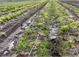 Lluvias récord afectaron la producción hortícola