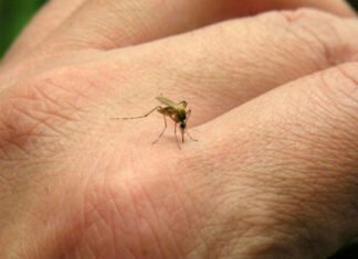 Invasión inesperada: pese al frío, mosquitos reaparecen en el Conurbano