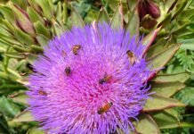 Alcaucil: alimento completo con vitaminas y minerales