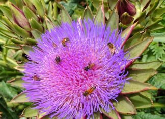 Alcaucil: alimento completo con vitaminas y minerales