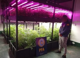 Dan con vivero narco high-tech a metros del Alto Avellaneda