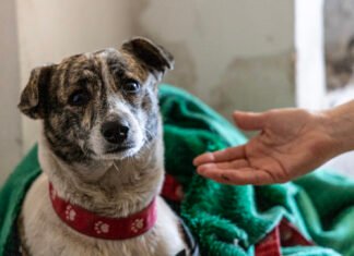 Día Mundial del perro: Zoonosis Brown atendió a 543 animales en una jornada