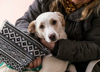 Zoonosis Brown desembarca en Malvinas Argentinas con un operativo de castración gratuita
