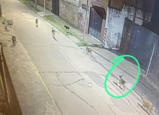 Cinco perros peligrosos: una jauría en Temperley sale por la noche a cazar gatos y nadie se hace cargo