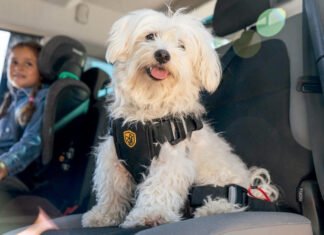 ¿Una mascota vale lo mismo que una valija? El caso de Ezeiza reabre el debate sobre el trato legal y la seguridad vial animal