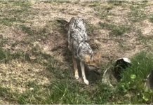 Alarma en Canning por la invasión de zorros que atacan mascotas