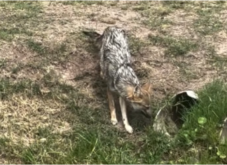 Alarma en Canning por la invasión de zorros que atacan mascotas