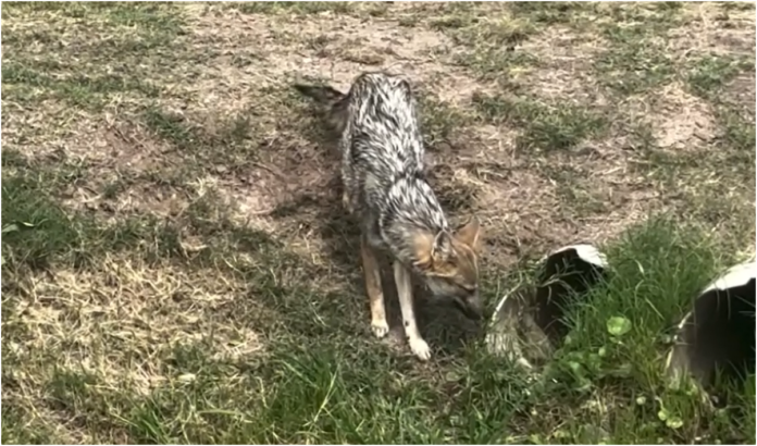 Captura de pantalla 2025-12-08 224454