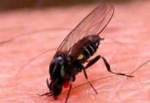 Alerta por la presencia de barigüíes: especialistas explican por qué proliferan y cómo prevenir picaduras