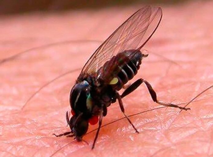 Mosca negra