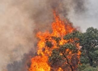 El «negocio del fuego»: La sombra de la especulación inmobiliaria tras los incendios en Spegazzini