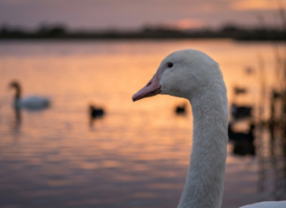 Alerta epidemiológica en Buenos Aires y CABA por nuevos casos de gripe aviar