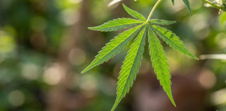 Ciencia argentina de exportación: El cannabis farmacéutico reduce con éxito el dolor por Esclerosis Múltiple