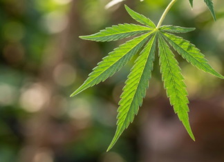 Ciencia argentina de exportación: El cannabis farmacéutico reduce con éxito el dolor por Esclerosis Múltiple