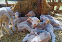 La UNLZ impulsa una diplomatura internacional en producción ovina con inicio en abril