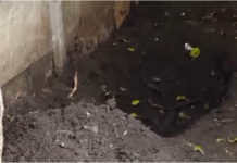 Horror en Solano: un niño de 12 años encontró el cuerpo de su madre enterrado en el patio de su pareja