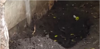 Horror en Solano: un niño de 12 años encontró el cuerpo de su madre enterrado en el patio de su pareja