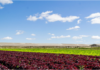 EL INTA presentó un Manual de Horticultura