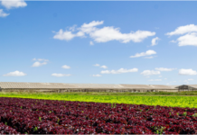 EL INTA presentó un Manual de Horticultura