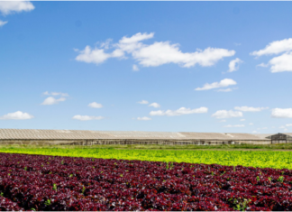 EL INTA presentó un Manual de Horticultura