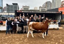 Orgullo regional: Un Lomas se consagró tri-campeona en la Expo Rural y la UNLZ copó los premios en Bovino Criollo