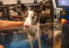 ¿Tu perro se rasca más de lo normal? La «epidemia silenciosa» que afecta a las mascotas de ciudad