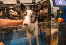 ¿Tu perro se rasca más de lo normal? La «epidemia silenciosa» que afecta a las mascotas de ciudad